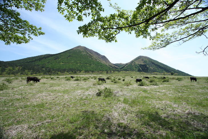 緑の三瓶山を背景に牛が草を食む牧場景観