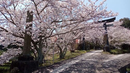 刺鹿神社の桜