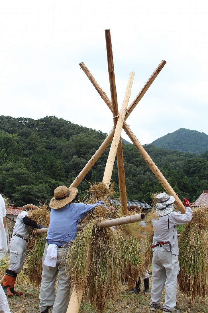 稲を下から架けていく