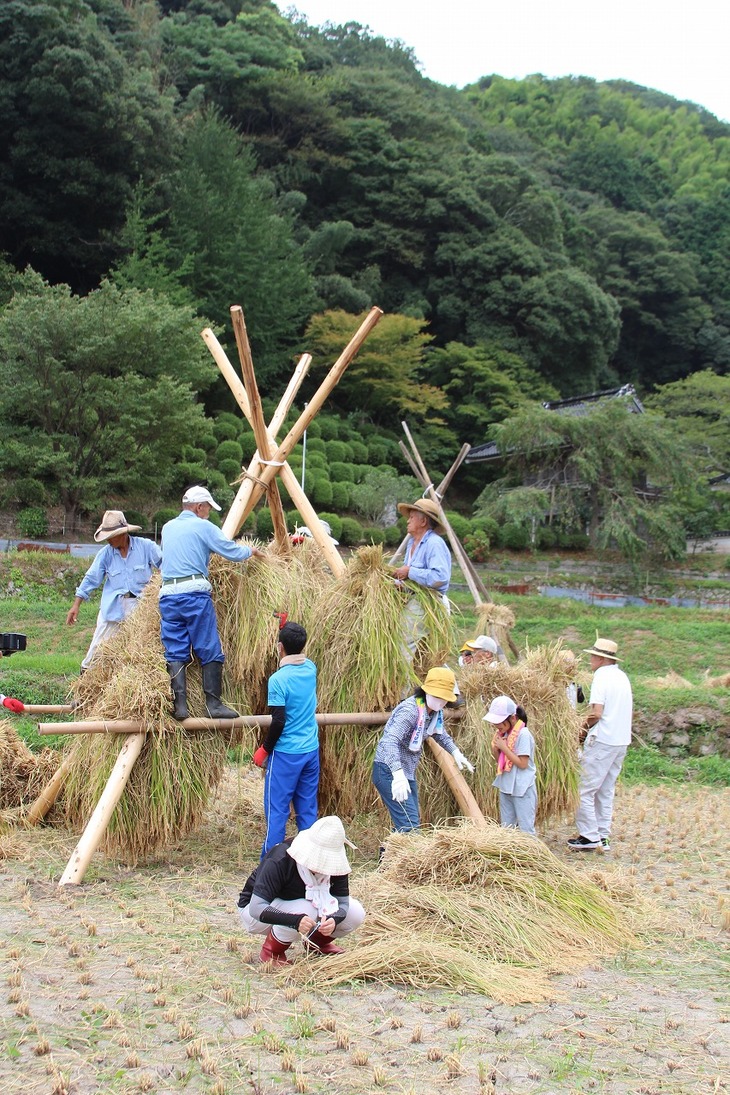 だんだん上へ稲を架けていく