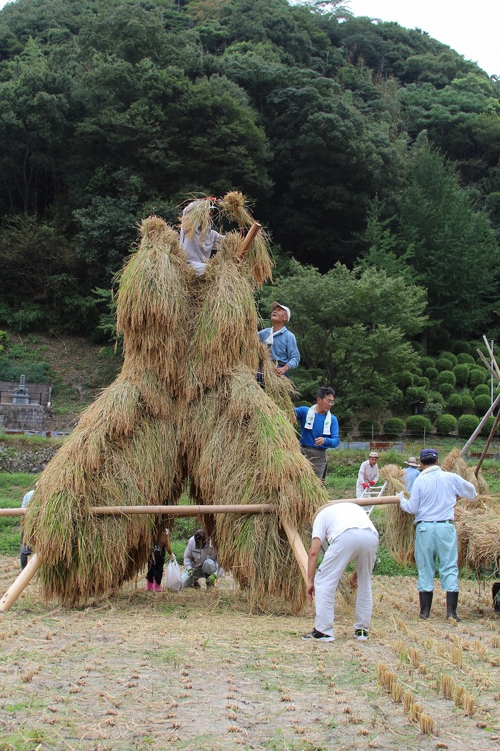 最後にてっぺんへ稲を架ける