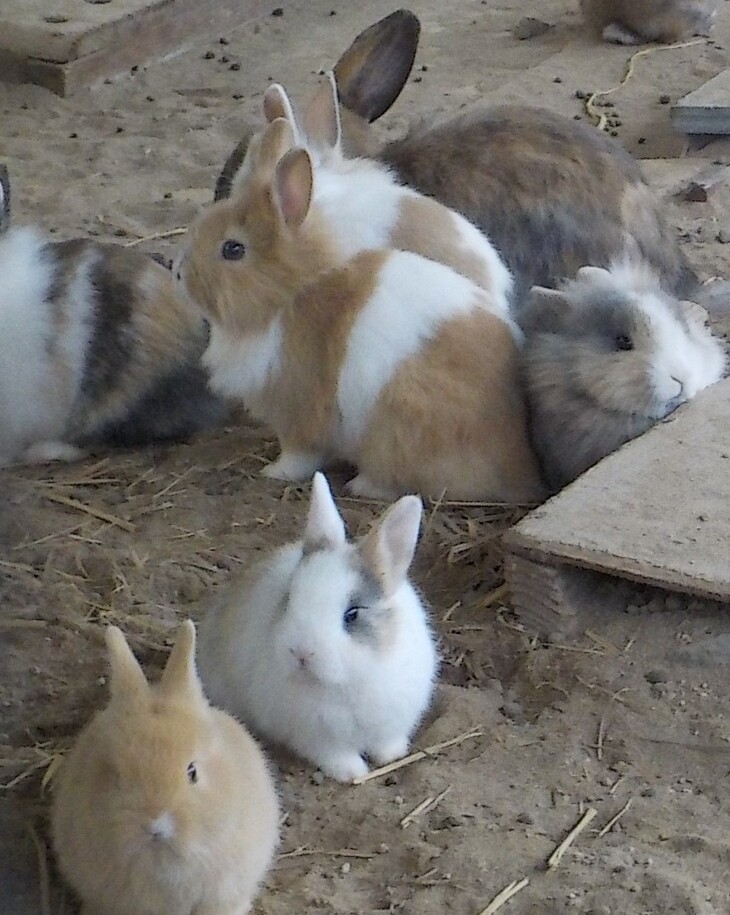 代官山動物園展示動物ウサギ