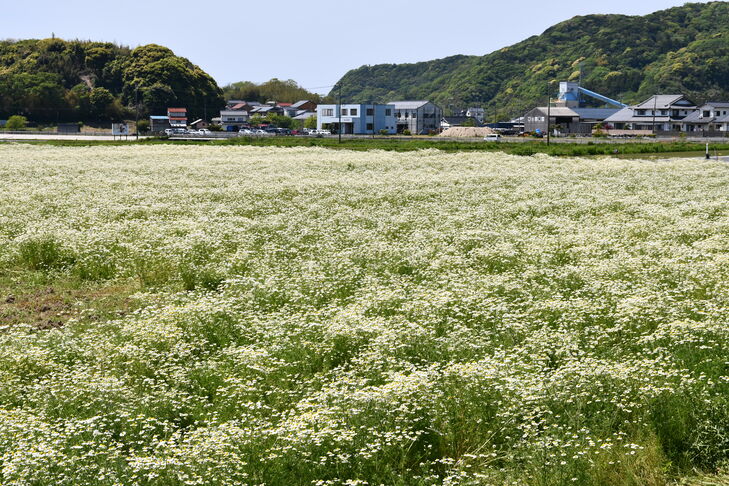 カモミール畑