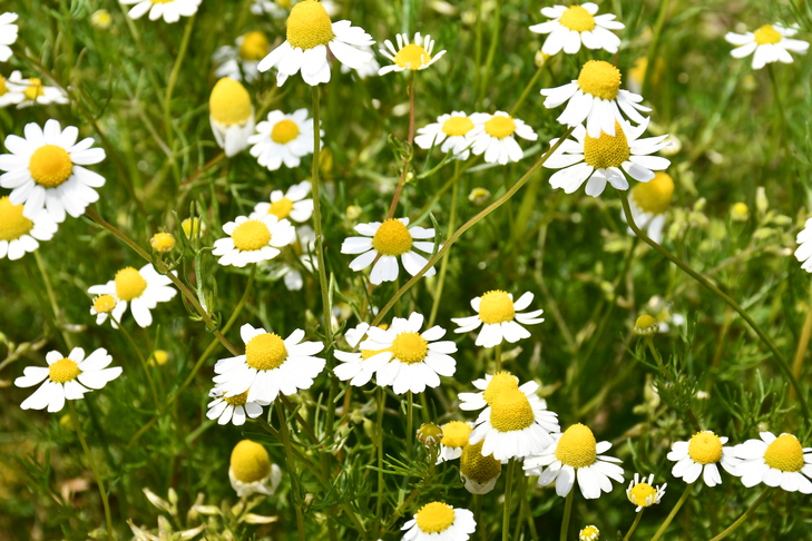 カモミールの花