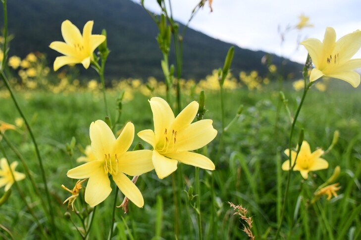 ユウスゲの花