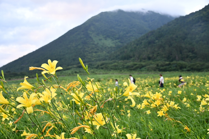 ユウスゲの花畑を歩く来場者