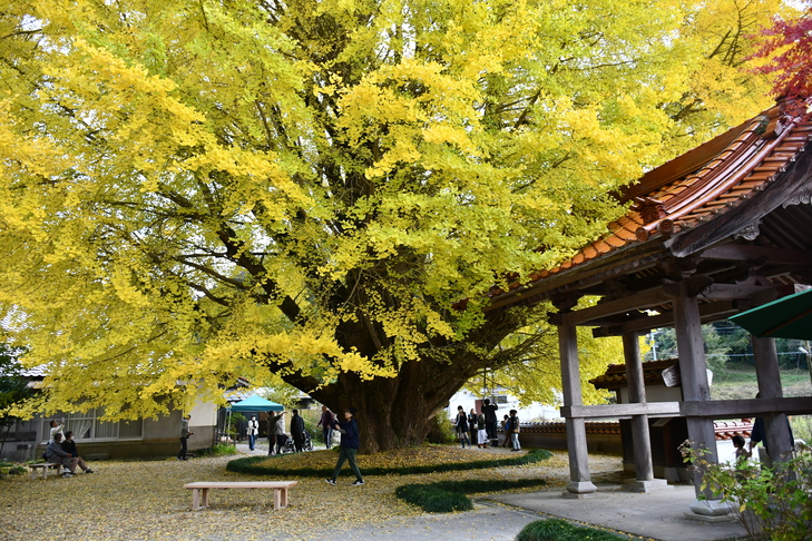 浄善寺にある大イチョウ