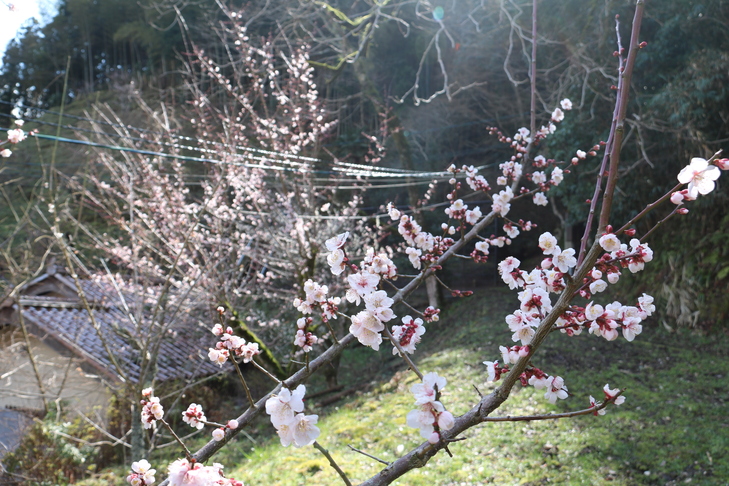 梅の花