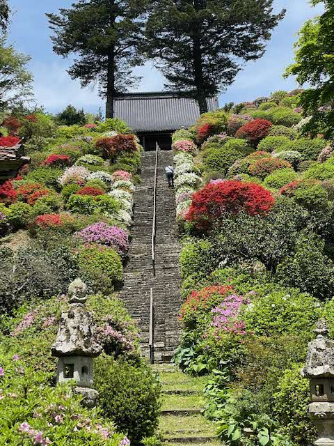 石段両脇のツツジ全景