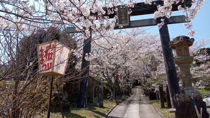 鳥居と桜