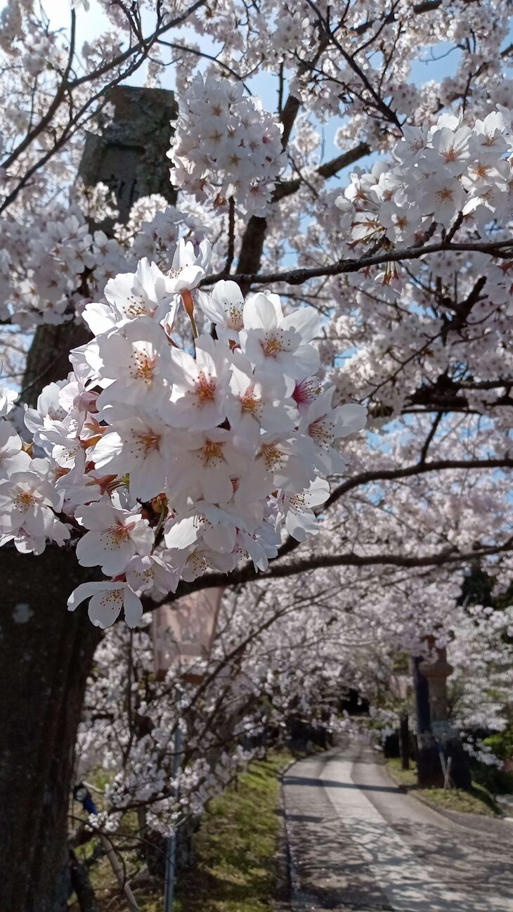 桜