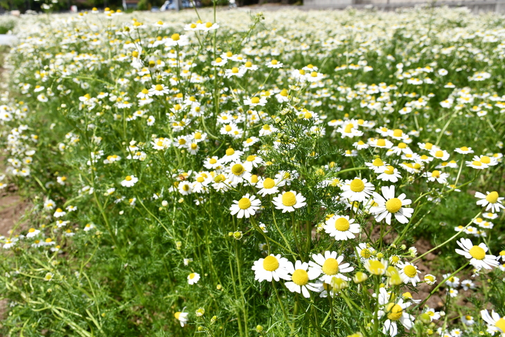 カモミールの花