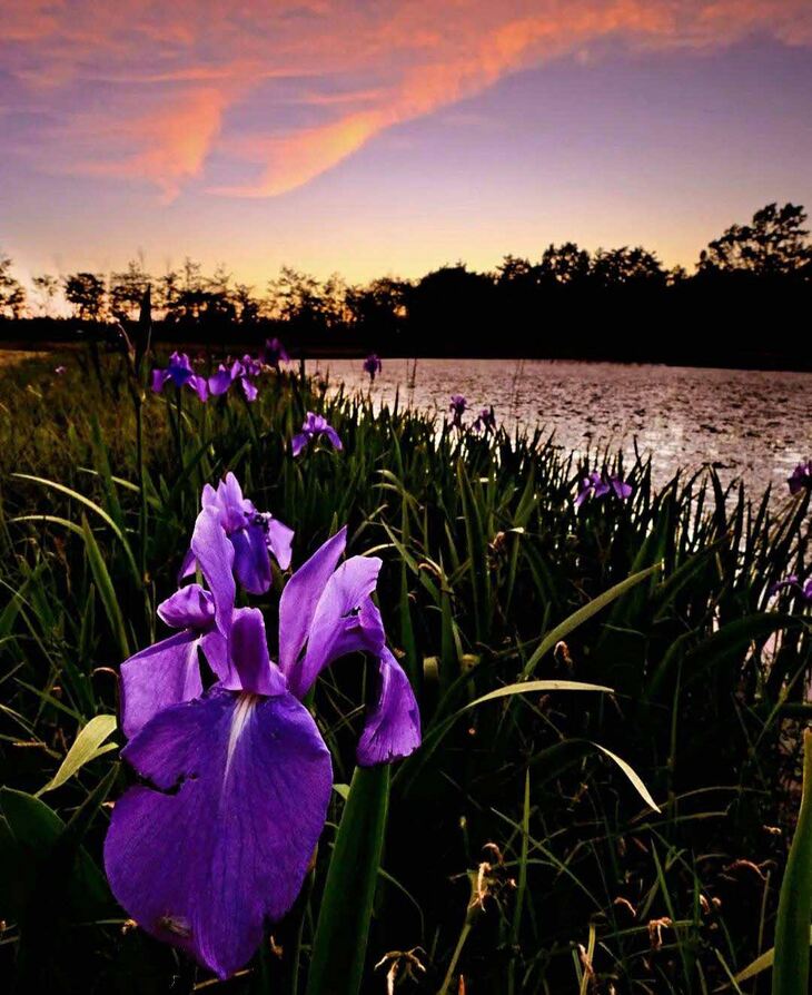 夕景のカキツバタ