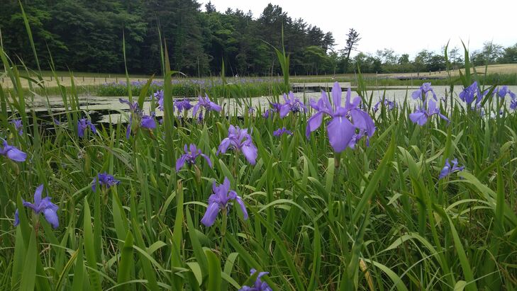 姫逃池の全景