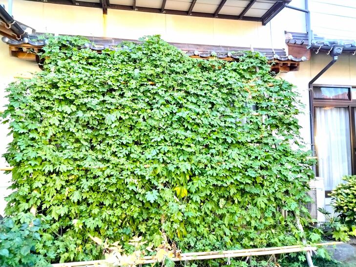 グリーンカーテン（水間律夫さん）