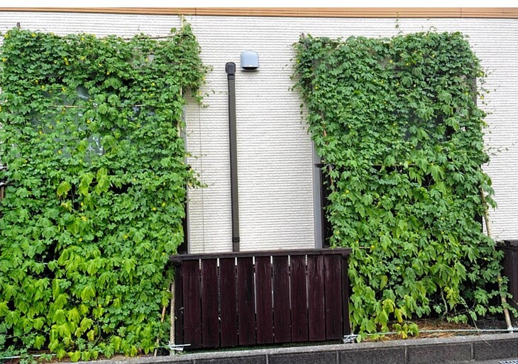 グリーンカーテン（曽田輝夫さん）