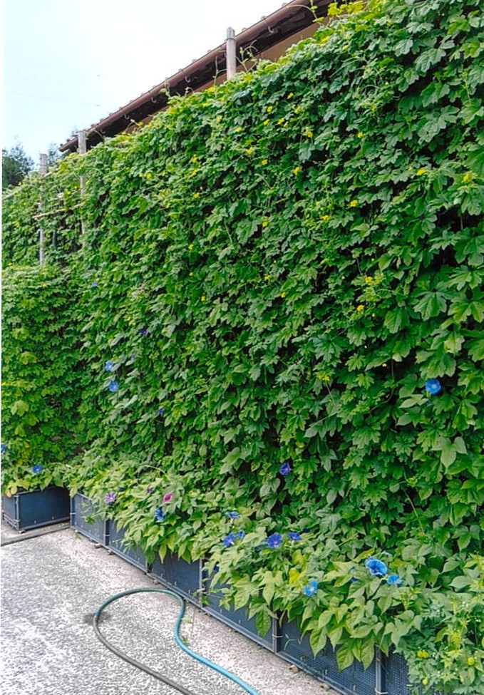 グリーンカーテン（岩谷愉隆さん）