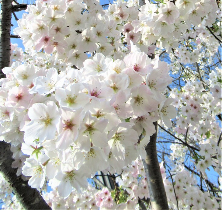 図書館オオシマサクラ