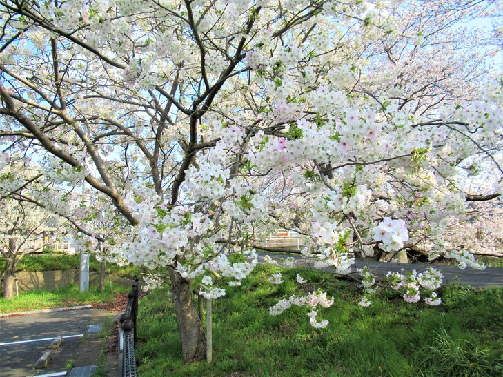 図書館オオシマサクラ