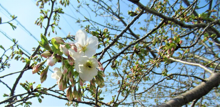 中央図書館のオオシマサクラ　つぼみ