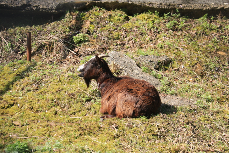 代官山動物園で飼育されているヤギ