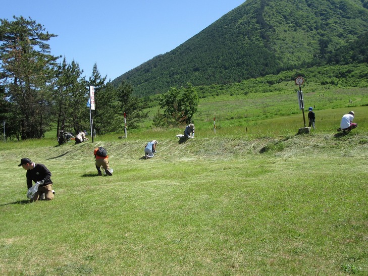 外来植物除去