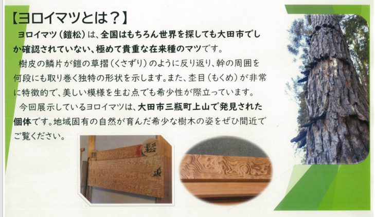 ヨロイマツ