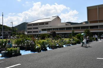 植木市